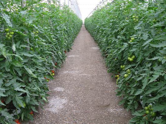 greenhouse floor