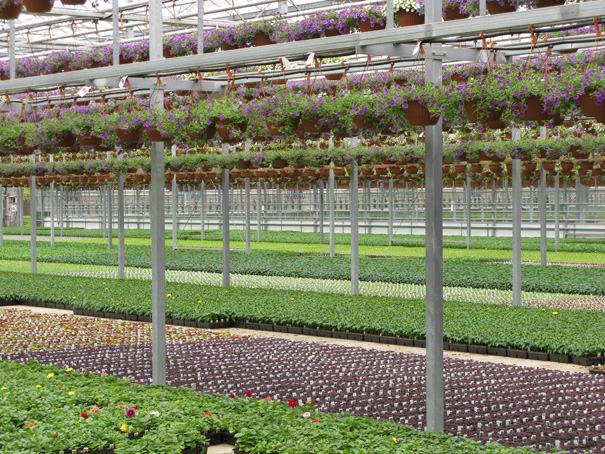 hanging baskets