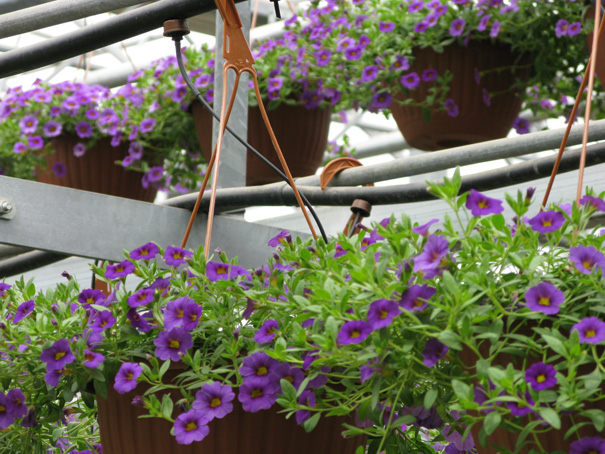 hanging baskets