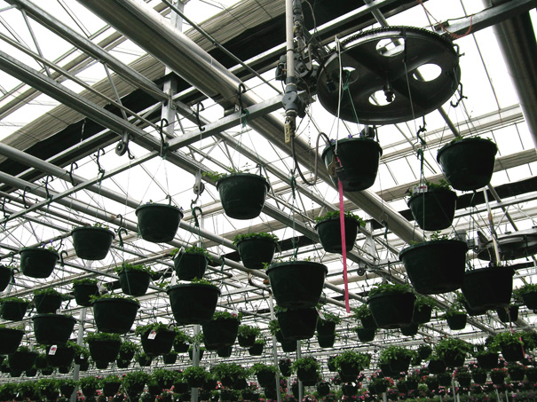 hanging baskets