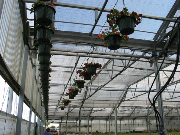 hanging baskets