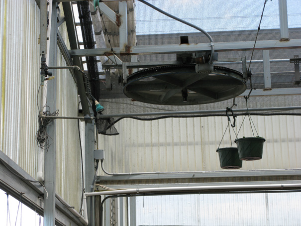 hanging baskets