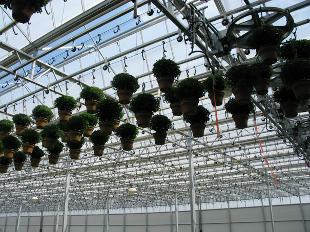 hanging baskets