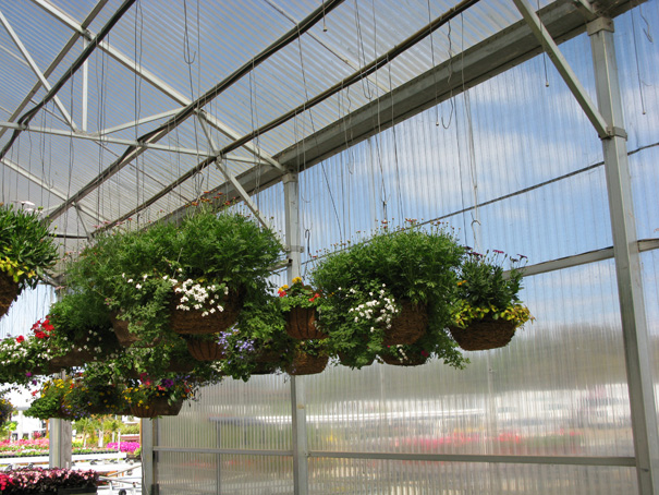 hanging baskets