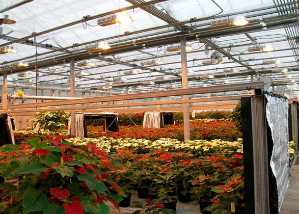 Photosynthetic Lighting in Greenhouses