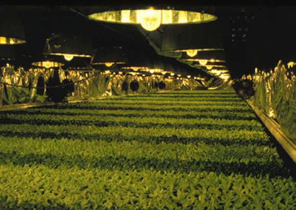 Greenhouse-grown Vegetable