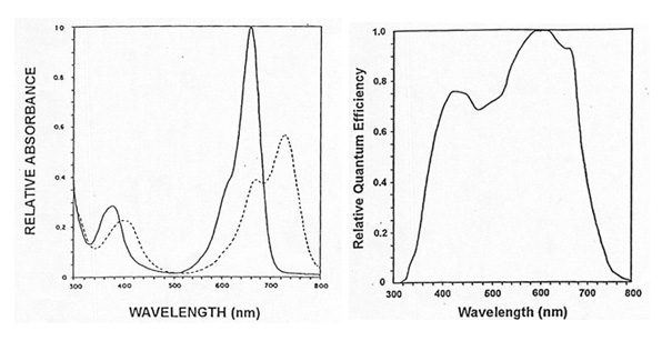 Photosynthetically Active Radiation