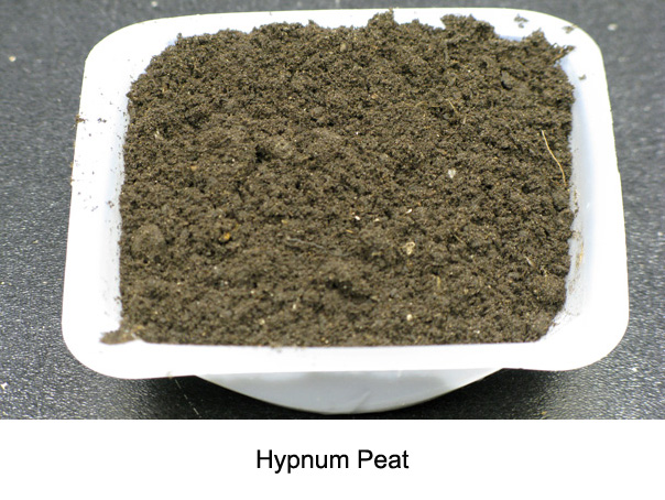 Hypnum Peat Moss