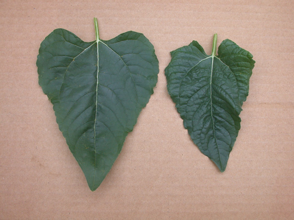 smaller leaves