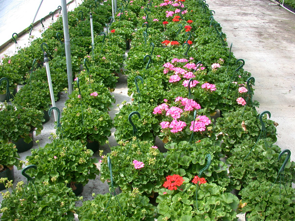 hanging basket production